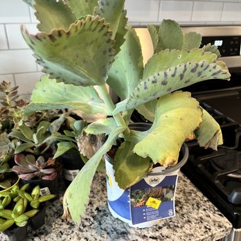 Lowe's Home Improvement - Another lovely discount plant! - Hardware Stores Near Me - Canton, Georgia