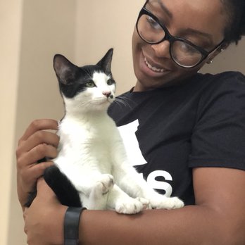 PAWS Atlanta - This cat started modeling. - Animal Shelters Near Me - Decatur, Georgia