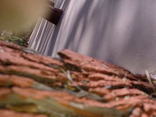 The BeeMan Live Bee Removal