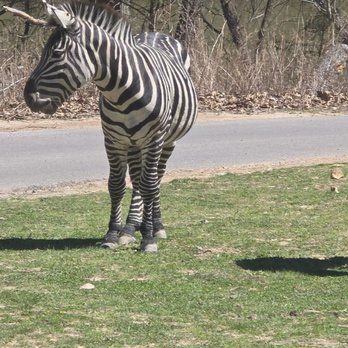Wild Animal Safari - Zebra - Zoos Near Me - Strafford, Missouri Wild Animal Safari - Zebra - Zoos Near Me - Strafford, Missouri