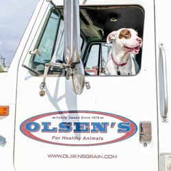 Olsen's Grain - Dog in Olsen's Delivery Truck