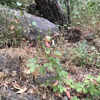 Foster Park - Poison ivy, be careful as there is a lot of it here. Three leaves let it be. - Parks Near Me - Ventura, California