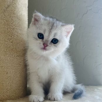 Lovablefluffs Cattery - Pet Breeders Near Me Lovablefluffs Cattery - Pet Breeders Near Me