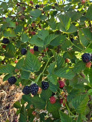 Franklin's Farm by null