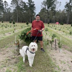 Fish River Trees Christmas Tree Farm - Sally's third Christmas coming to Fish River Christmas Tree Farm.