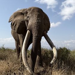 Piper & Heath Travel Africa - Craig - The Oldest elephant in Africa.
