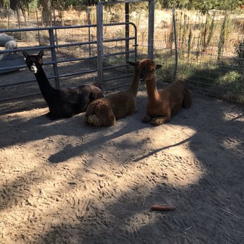 Fog Willow Farms - Attraction Farms Near Me - Wilton, California Fog Willow Farms - Attraction Farms Near Me - Wilton, California