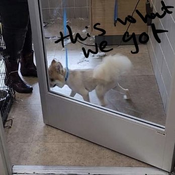 Petco - After - Pet Training Near Me - Lemon Grove, California