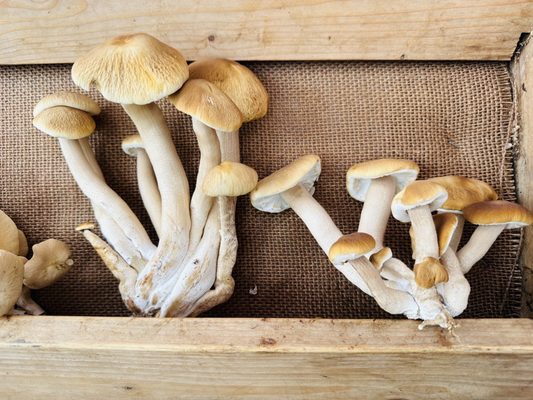 Santa Barbara Farmers Market // Saturday by null