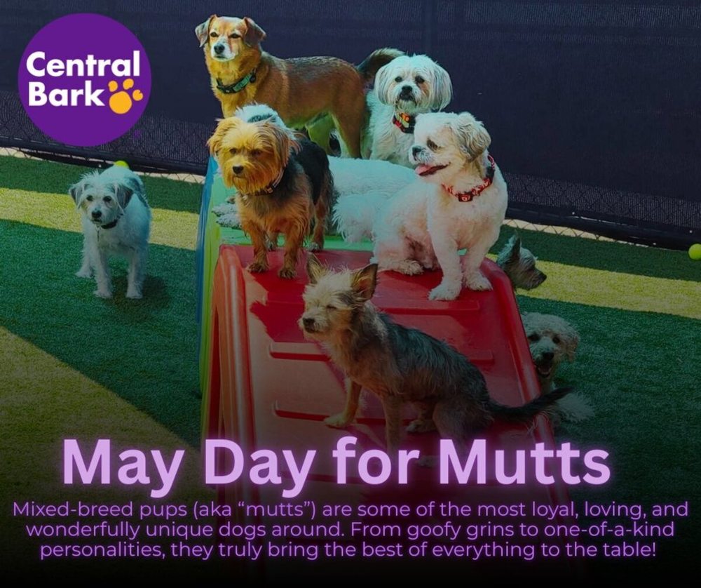 Central Bark York - pet boarding facility in York, PA
