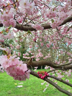 Bispebjerg Cemetery by null