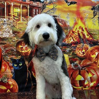 Leashes Pet Salon - Pet Groomers Near Me - North Las Vegas, Nevada Leashes Pet Salon - Pet Groomers Near Me - North Las Vegas, Nevada