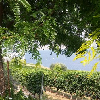 Evolve Cellars - a vineyard with a view of the ocean - Wineries Near Me - Penticton, British Columbia