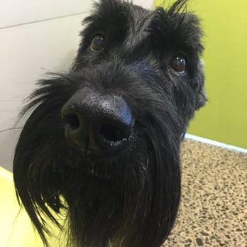 Central Animal Hospital - This is Dory Jo in one of their exam rooms. - Veterinarians Near Me - Memphis, Tennessee Central Animal Hospital - This is Dory Jo in one of their exam rooms. - Veterinarians Near Me - Memphis, Tennessee