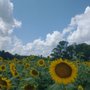 Photo of Collin's Produce and Flower Farm