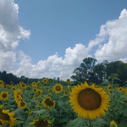 Collin's Produce and Flower Farm - Collin's Produce and Flower Farm Sunflower Maze