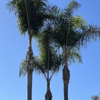 Rolando Carrillo - Tree Services Near Me