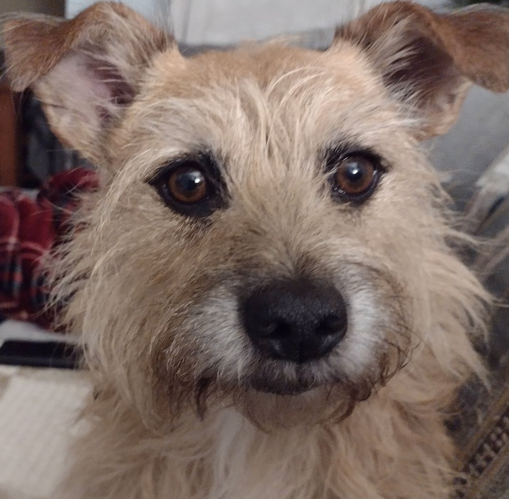 THE K9 CLUB DOG GROOMING Updated July 2024 The Willows, Carbury, Co