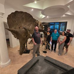 Fossil Shack - Large Triceratops Project Prepared and Sold to a Client