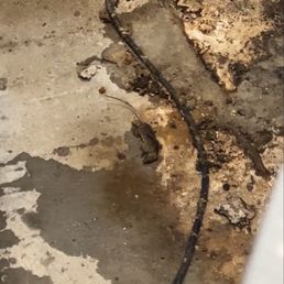 Rodent found under the toppings line! Rodent found under the toppings line!
