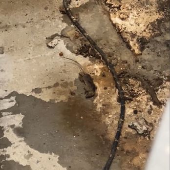 MOD Pizza - Rodent found under the toppings line! - Pizza Near Me - Madison, Alabama MOD Pizza - Rodent found under the toppings line! - Pizza Near Me - Madison, Alabama