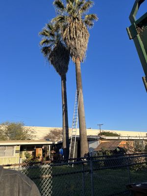 Tree Services, Landscaping Services, and Concrete Services - We Serve All Of Los Angeles County. Call Us For Free Estimates & Free Consultations, We Specialize In Stump Removal, Tree Removal, Land Clearing, Brush Chipping, Palm Tree Services, and much more. We Will Be Happy To Serve You.