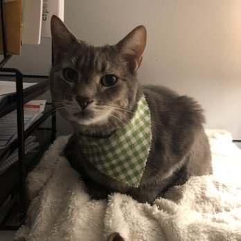 All Paws on Deck - Pet Groomers Near Me - East Providence, Rhode Island