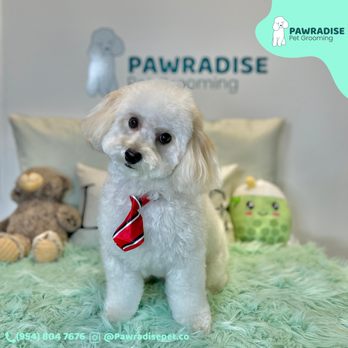 Pawradise Pet Grooming - Bichon Frise - Pet Groomers Near Me - Boca Raton, Florida Pawradise Pet Grooming - Bichon Frise - Pet Groomers Near Me - Boca Raton, Florida
