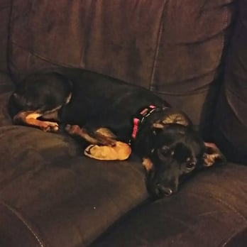 Save A Life Pet Rescue - Animal Shelters Near Me - Oviedo, Florida