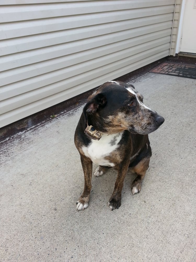 CLUB PET Updated September 2024 11 Reviews 1848 Route 9W, Lake