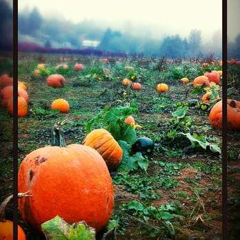 Olson Farms - Pumpkin patch - Farmers Market Near Me - Damascus, Oregon