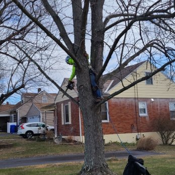 Family Tree Service - Trim away from wires and remove dead limbs - Tree Services Near Me Family Tree Service - Trim away from wires and remove dead limbs - Tree Services Near Me