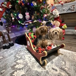 Murphy Veterinary Hospital - Fur babies love Murphy's