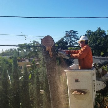 Lopez Tree Service - This was a real pro at work could have been a lot of damage with those big logs coming down. He handle them like they were toothpicks. - Landscaping Near Me - Altadena , California Lopez Tree Service - This was a real pro at work could have been a lot of damage with those big logs coming down. He handle them like they were toothpicks. - Landscaping Near Me - Altadena , California