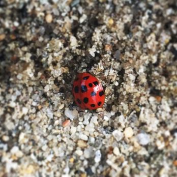 Calf Pasture Beach - I've never seen a ladybug on a beach before. - Beaches Near Me - Norwalk, Connecticut Calf Pasture Beach - I've never seen a ladybug on a beach before. - Beaches Near Me - Norwalk, Connecticut