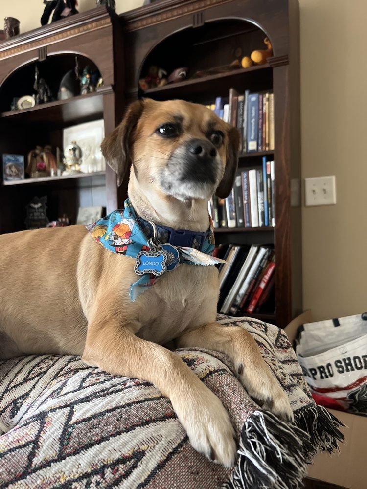 PAWS AND EFFECT SALON AND SPA Updated September 2024 1636 New Salem