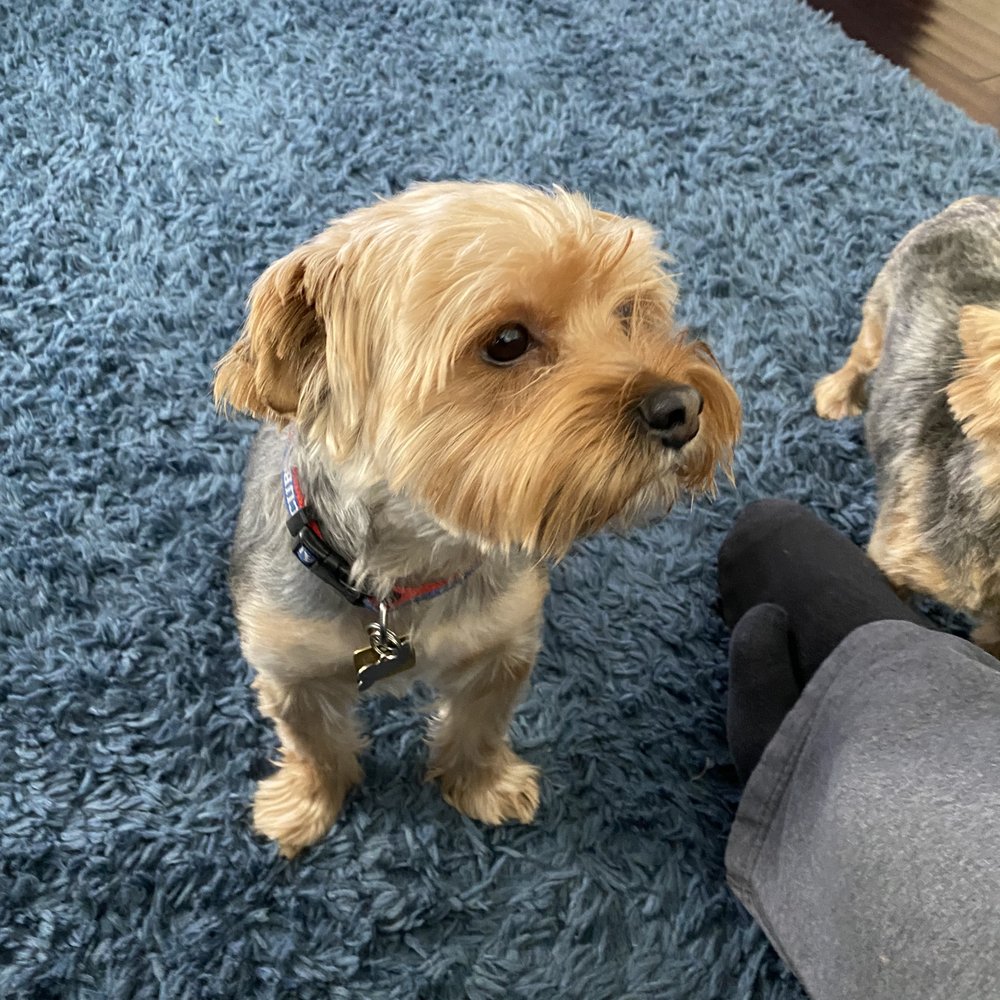 Stacys Dog Grooming - Mama and papa made sure to clean him up so he LOOKS like he got groomed. - Pet Groomers Near Me - Shorewood, Illinois
