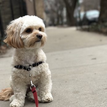 Urban Tailz - Zoey taking a quick break on her walk. - Pet Sitting Near Me - Chicago, Illinois Urban Tailz - Zoey taking a quick break on her walk. - Pet Sitting Near Me - Chicago, Illinois