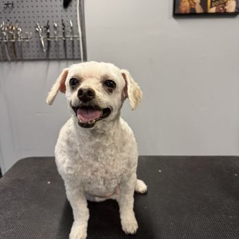 Pawfessional Grooming By Steph - Dog grooming - Pet Groomers Near Me - Scotch Plains, New Jersey Pawfessional Grooming By Steph - Dog grooming - Pet Groomers Near Me - Scotch Plains, New Jersey