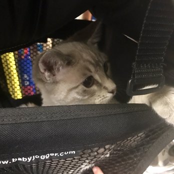 Twice Sold Tales - He was in the stroller basket lol - Used Bookstore Near Me - Seattle, Washington Twice Sold Tales - He was in the stroller basket lol - Used Bookstore Near Me - Seattle, Washington