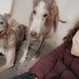 Photo of Kind Hearted Pet Resort
