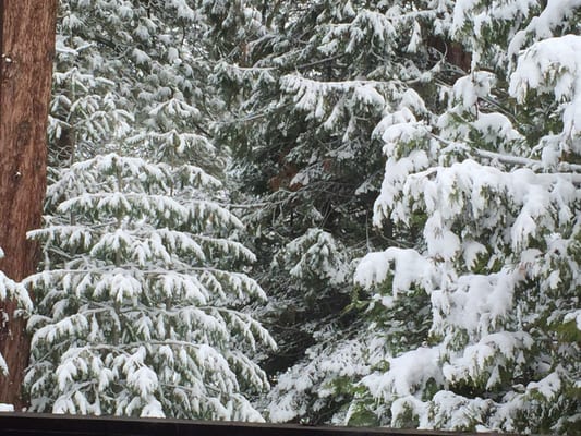 Kings Canyon Visitor Center by null