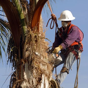 Big Tree Specialists - Tree Services Near Me - Sacramento, California Big Tree Specialists - Tree Services Near Me - Sacramento, California
