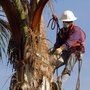 Big Tree Specialists