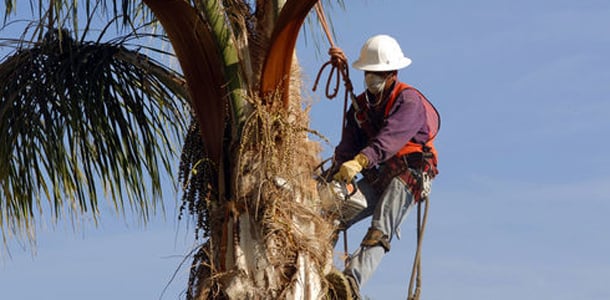 Big Tree Specialists - tree service in Sacramento, CA