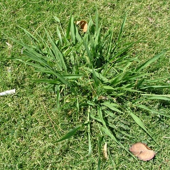 Snyder's Weed Control - Pest Control Near Me - Glendale, Arizona Snyder's Weed Control - Pest Control Near Me - Glendale, Arizona