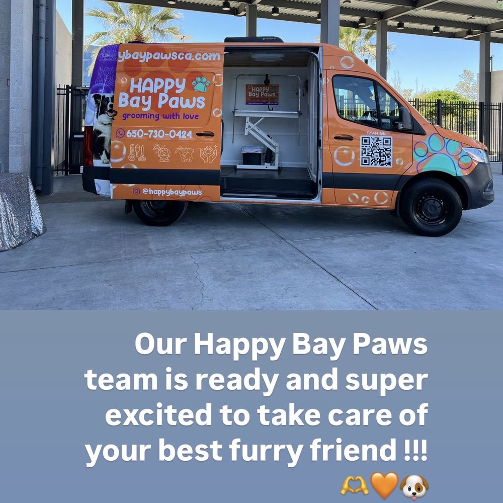 How Much Cat Grooming Cost San Francisco: Ultimate Price Guide 2025