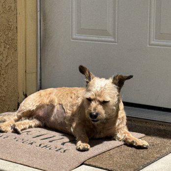 ACCESS Pasadena - Beebs second week after treatment. A lot healthier and energetic. Elinimated innout patties, over snacking, chipotle cheese from diet. - Emergency Pet Hospital Near Me - Pasadena, California