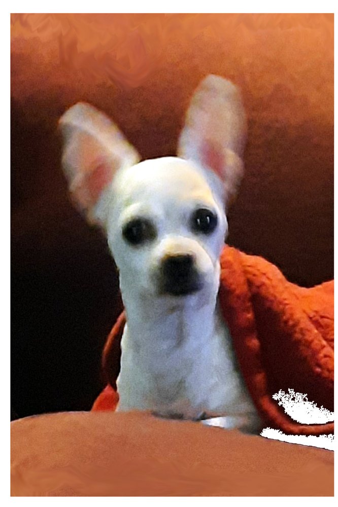 BURLINGAME FAMILY PET HOSPITAL Updated June 2024 32 Photos & 142