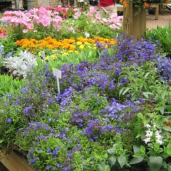 Bay Area Garden Center